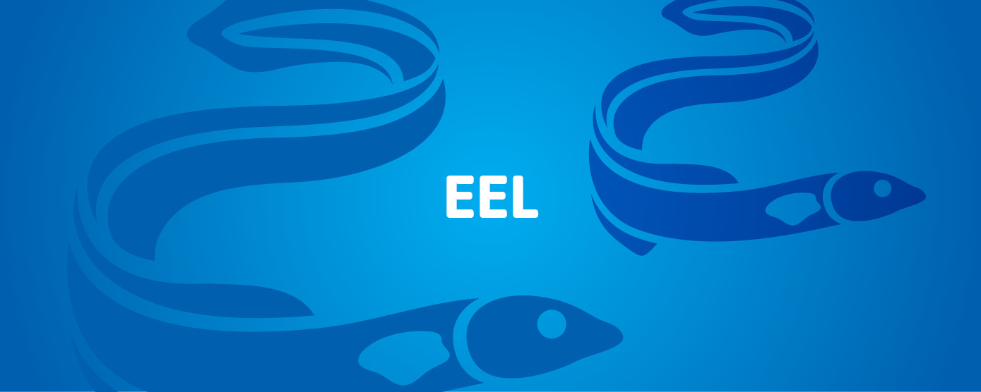 Eel graphic